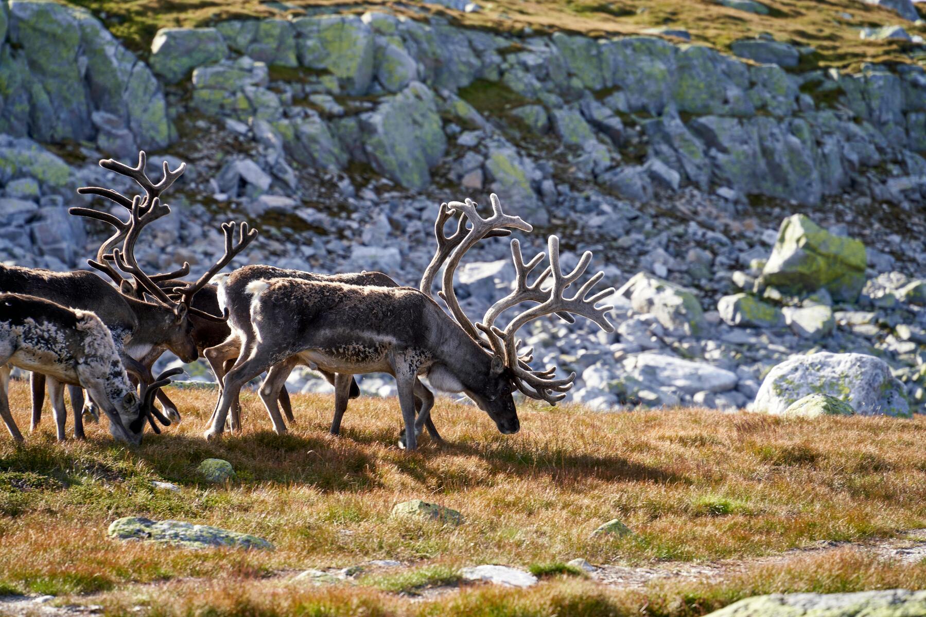 Vandring i Ammarnäsfjällen: En dold pärla i Västerbottens fjällvärld