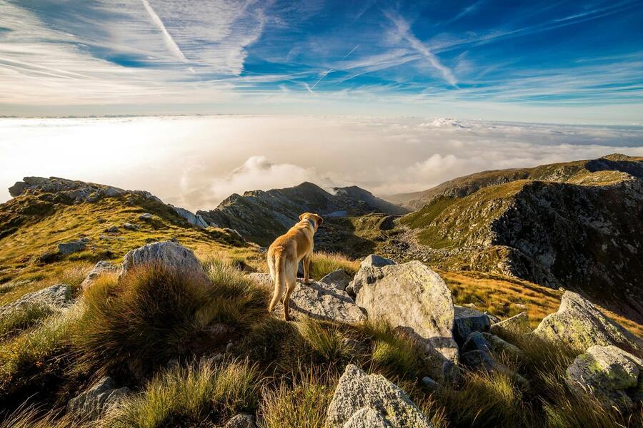Vandra med hund i fjällen – tips för en lyckad fjälltur