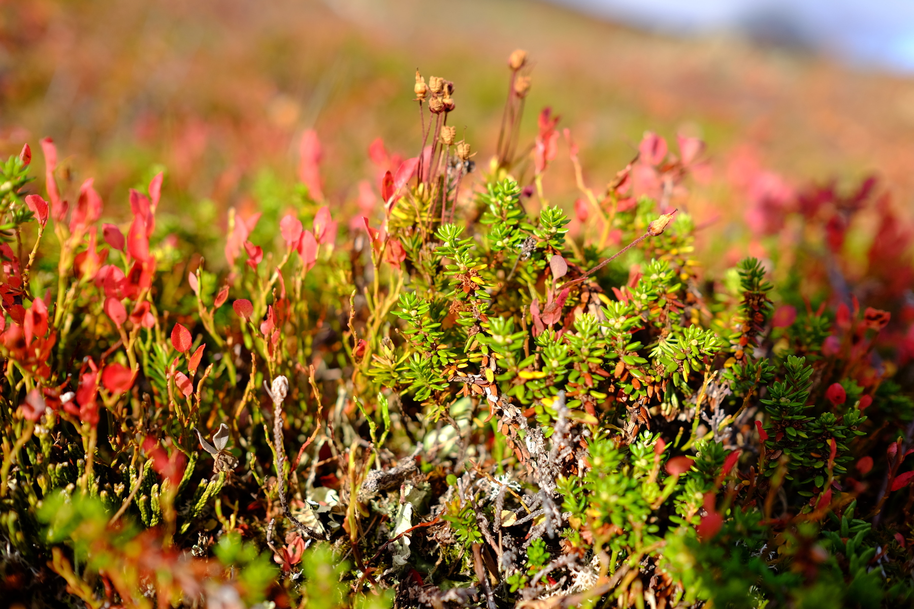 Höstens skiftande färger i Fulufjällets nationalpark